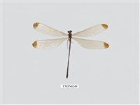 藏品(中華珈蟌南台亞種)的圖片